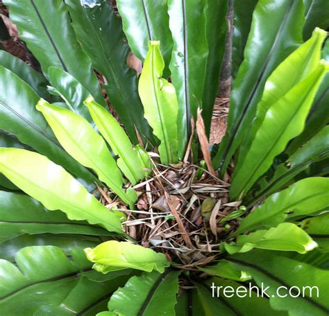 火焰鳥巢蕨|鳥巢蕨 Asplenium nidus